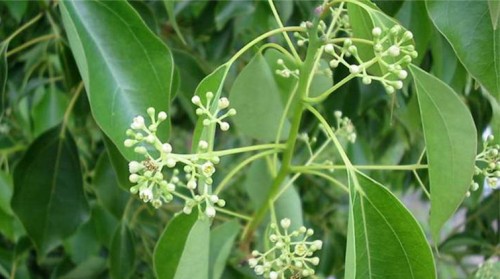ޱֱ䣬ǻֱ
