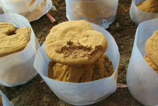 ֥ӷ
