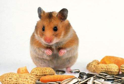 ʲô