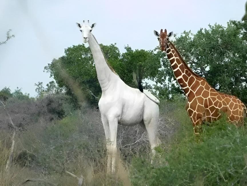 ȫʣһֻĶ