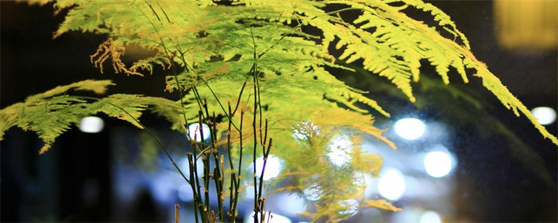 Ҷӷô
