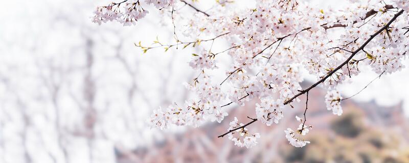 ӣĻʲô ӣĻ