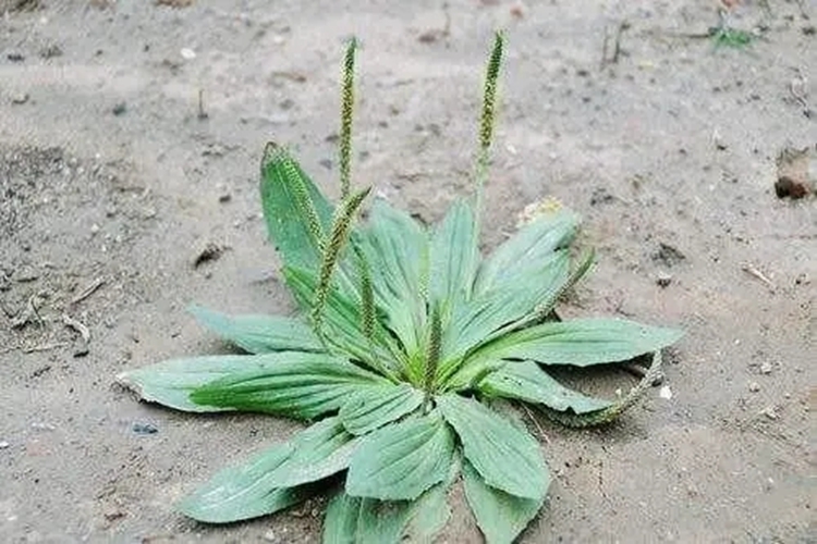 ǰͼƬȫ