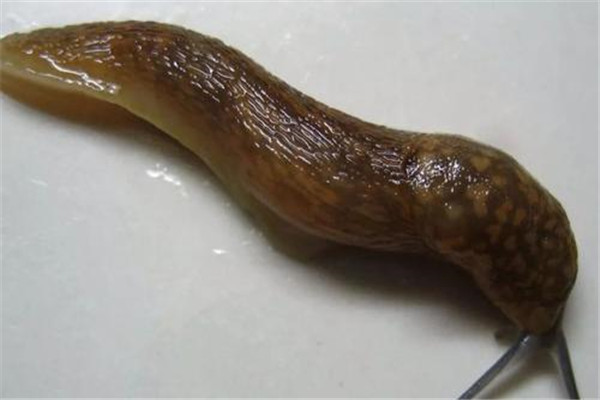 ʲô Ǻ滹