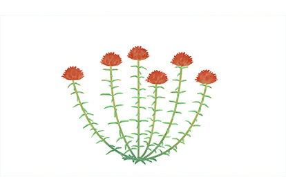 쾰ͼƬ