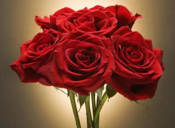 玫瑰的花语是什么？一朵玫瑰花代表什么意思？
