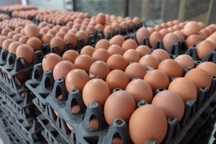 土鸡蛋更有营养？一天吃几个鸡蛋最健康？2类人建议多吃