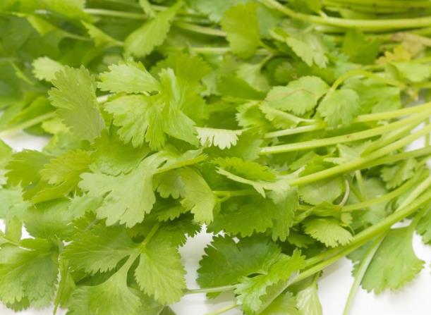 香菜过夜能吃吗 室温环境存放2小时细菌增生