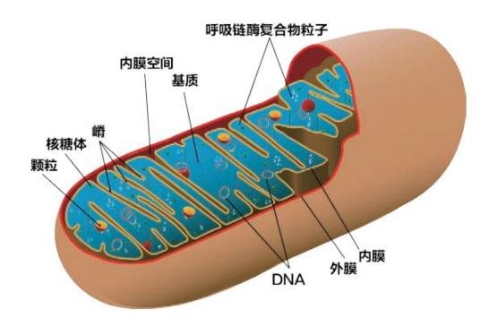 线粒体损伤导致情绪障碍，氢气能提高情绪“免疫力”