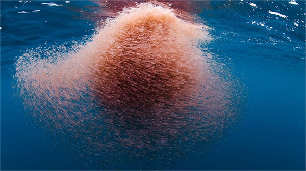 中国海洋大学教授:南极磷虾基因组是人类的16倍,营养价值无可估量